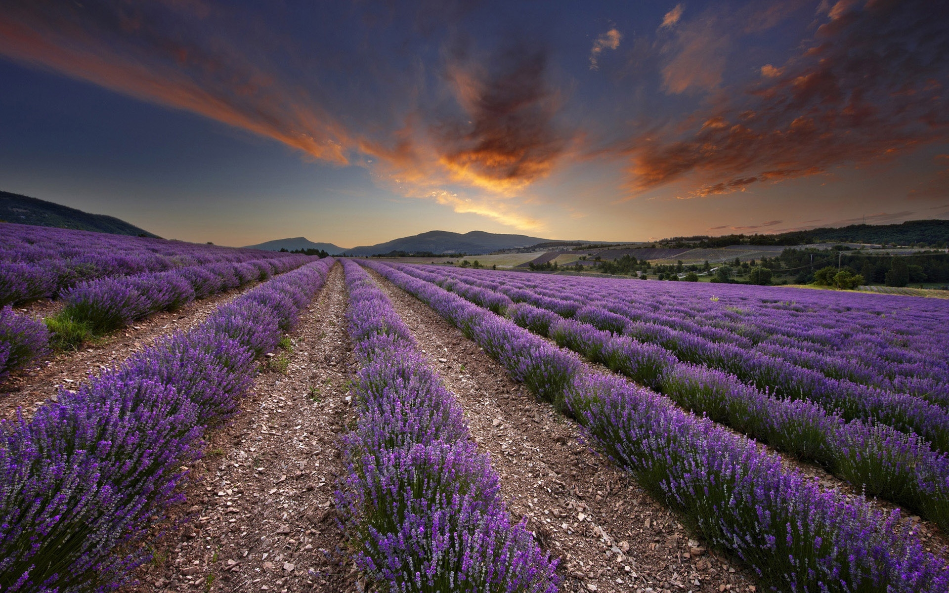 Lavender Fields At Dusk Wallpaper