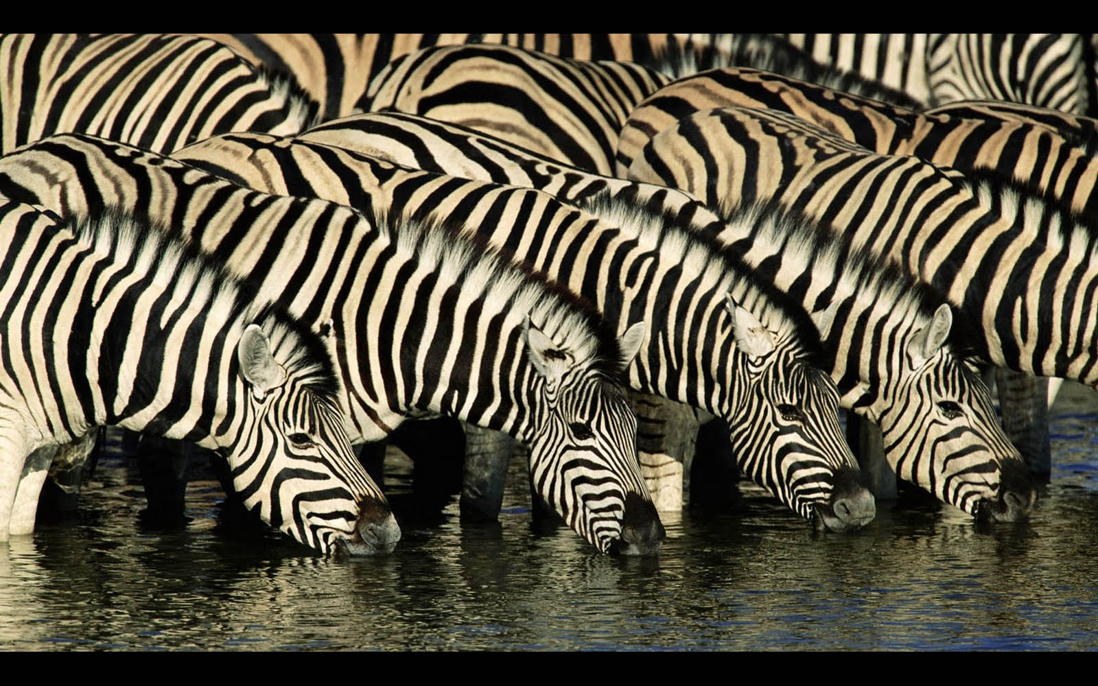Wallpaper Zebra