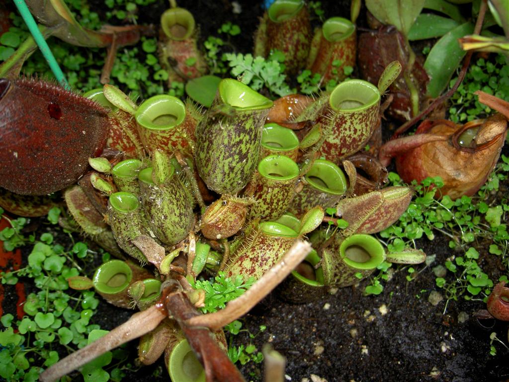 Nepenthes Attenboroughii Wallpaper High Quality