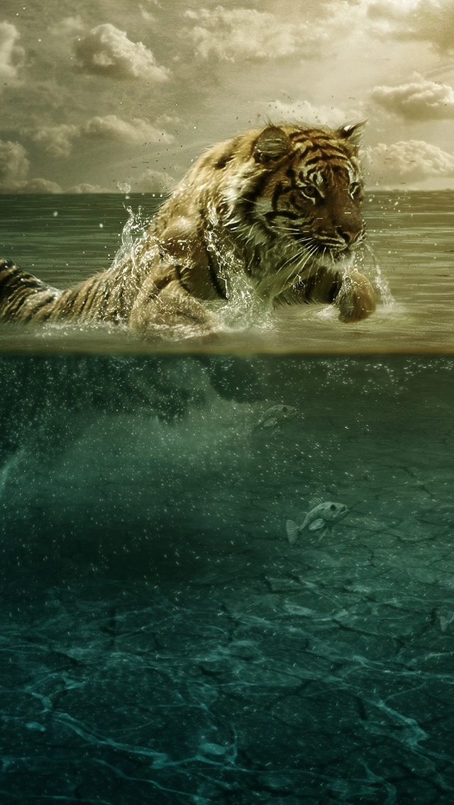 Tiger In Water iPhone 5s Wallpaper iPad