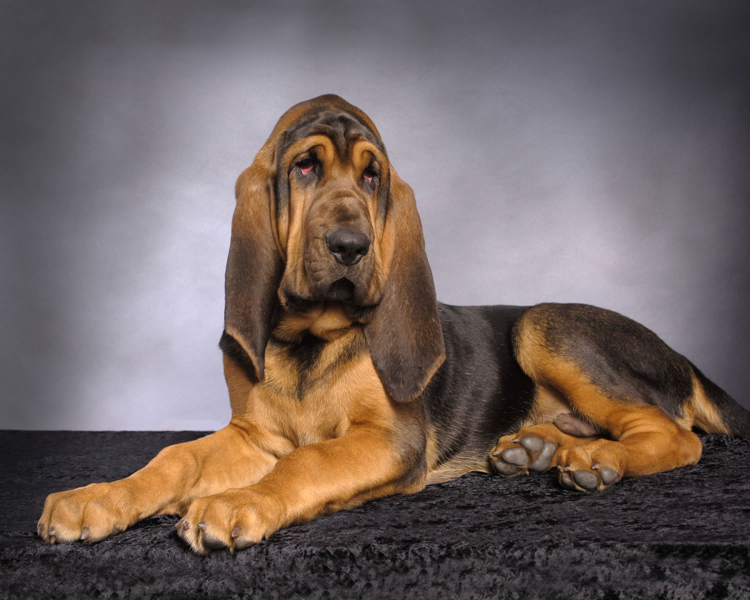 Bloodhound Dogs Desktop Wallpaper Dogbreedswallpaper