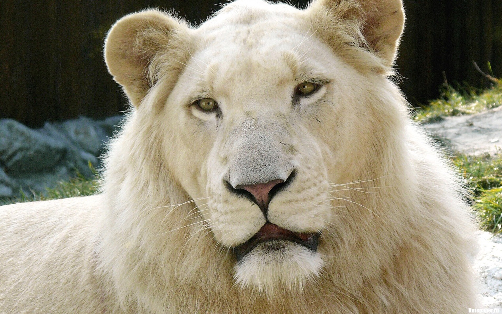White Albino Lion   Wallpaper 30970