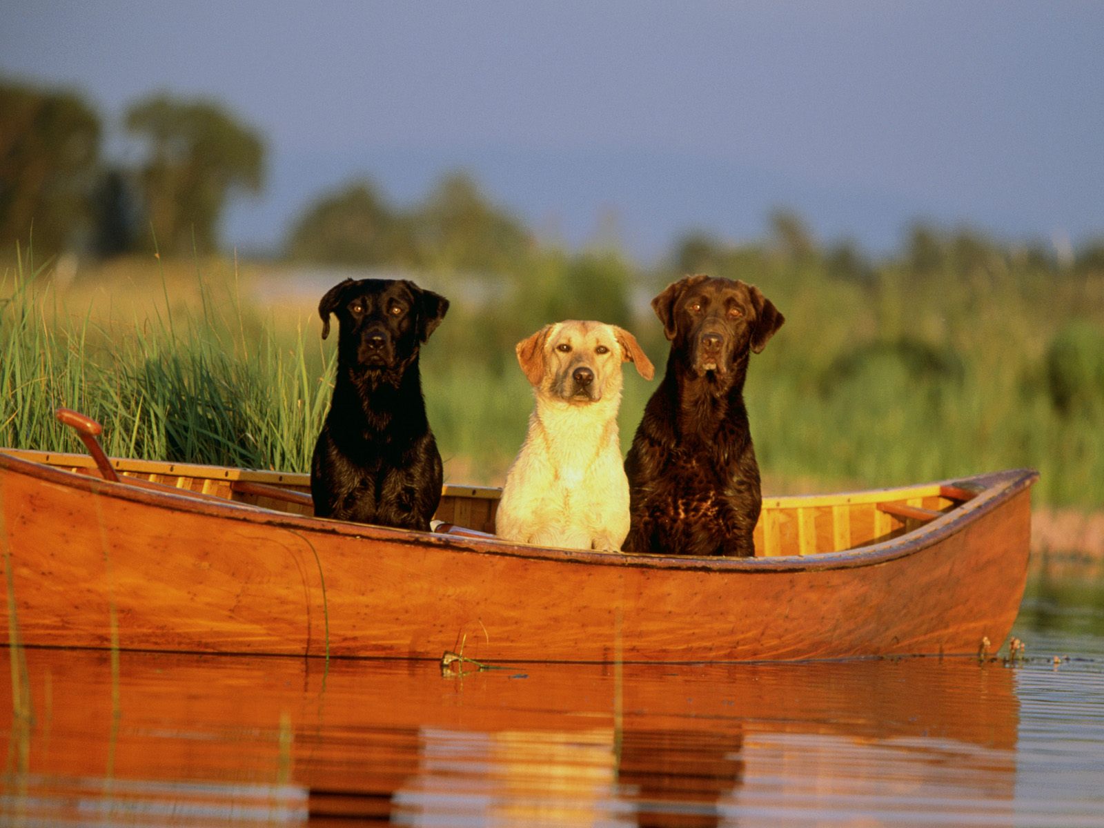 HD Wallpaper Met Drie Honden In Een Kano Of Kajak