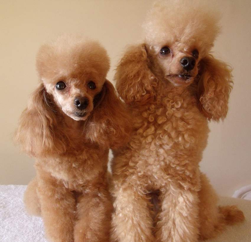 Two Poodle Dog Sitting On A Blanket Puppies Wallpaper Picture