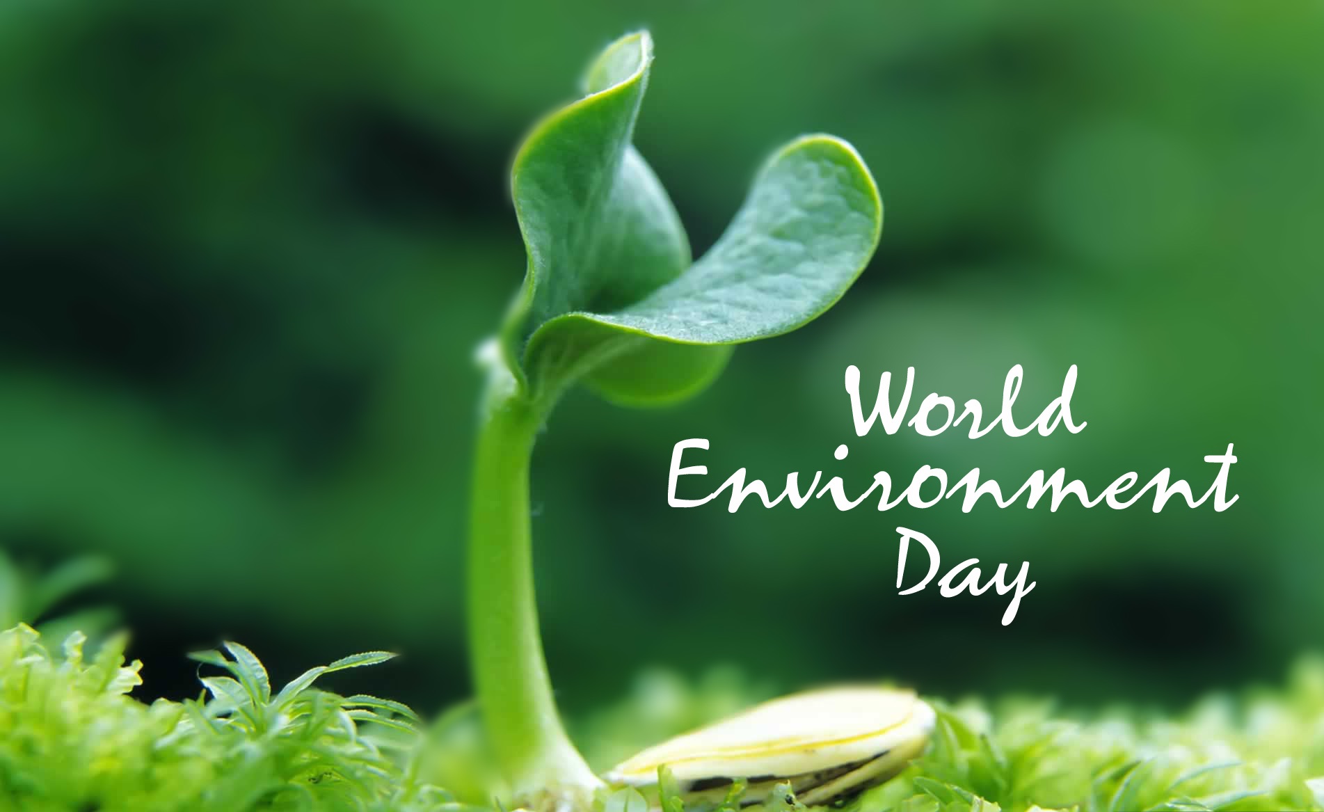 Happy World Environment Day Wishes Quotes Sayings Slogans