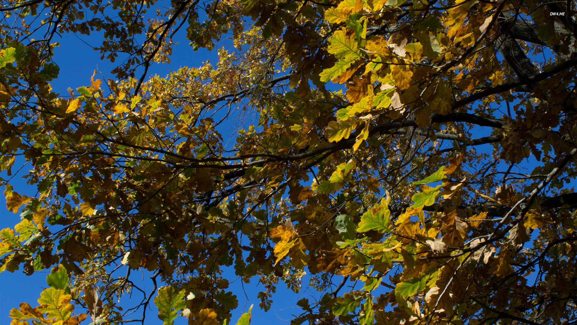 Oak Leaves In The Fall Wallpaper