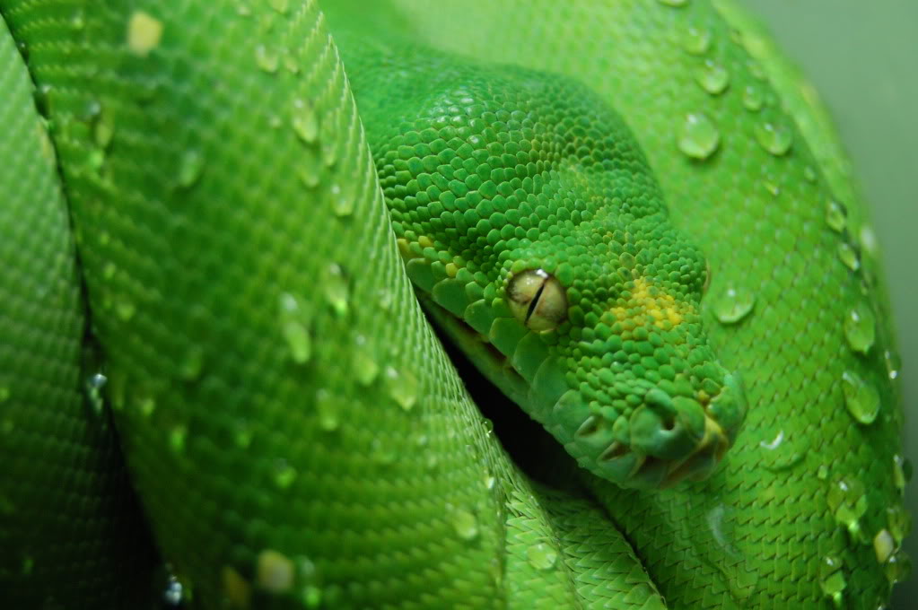 Green Tree Python Pythons