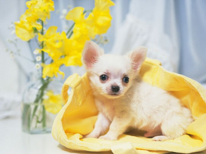 Cute Puppies Chihuahua Puppy