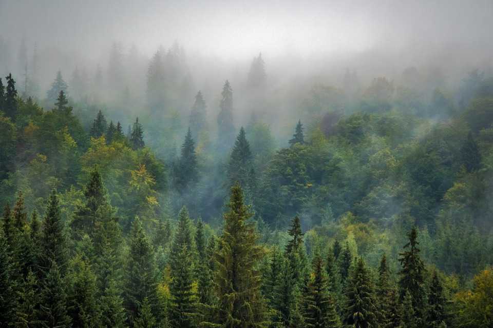 Wallpaper download Landscape Nature Forest Nebel   HD Download 960x640