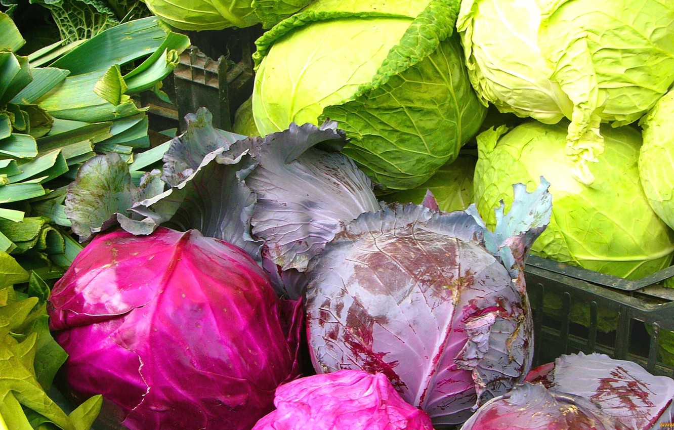 Wallpaper Leaves Harvest Vegetables Cabbage Head Image For