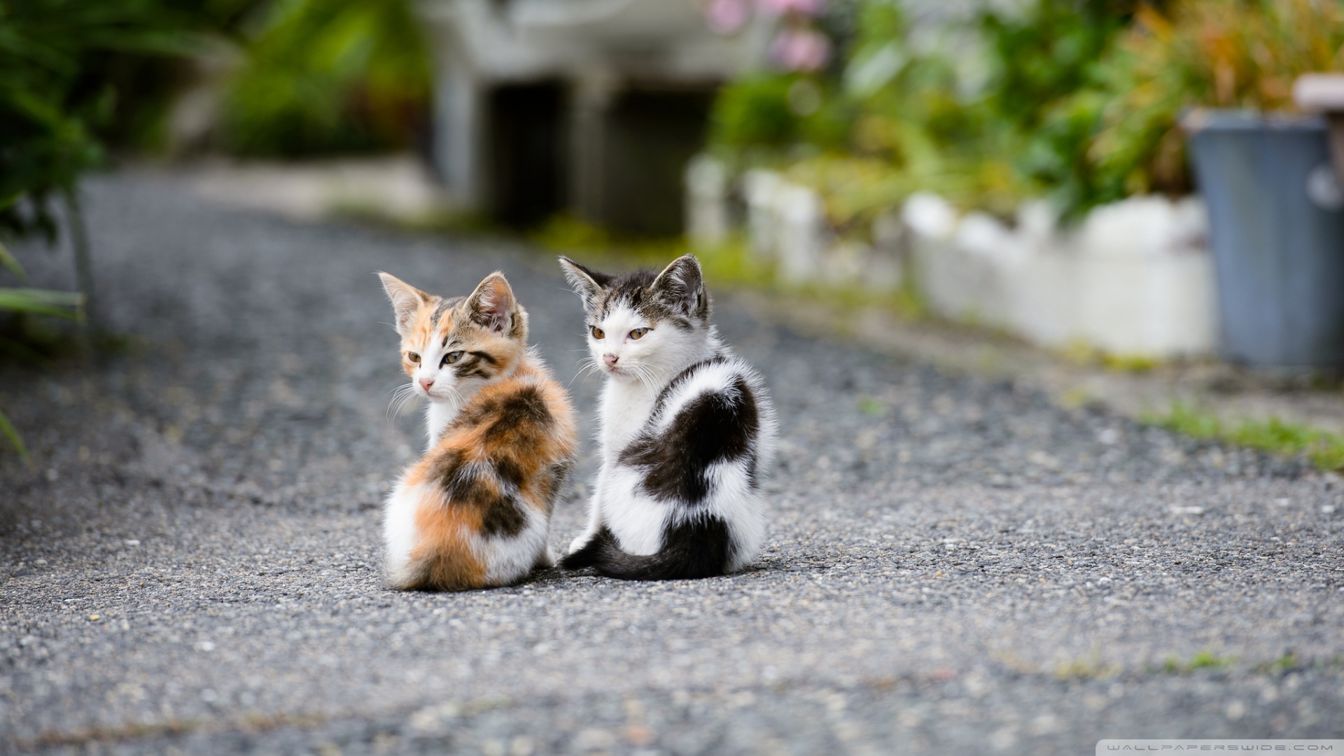 Cute Kittens Very Wallpaper HD Background