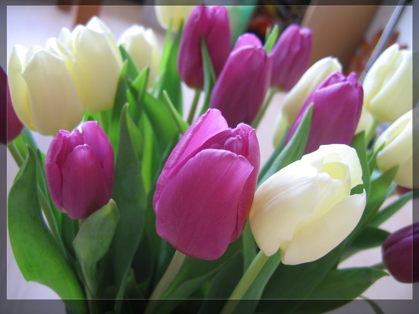 White Tulip Wallpaper HD In Flowers Imageci