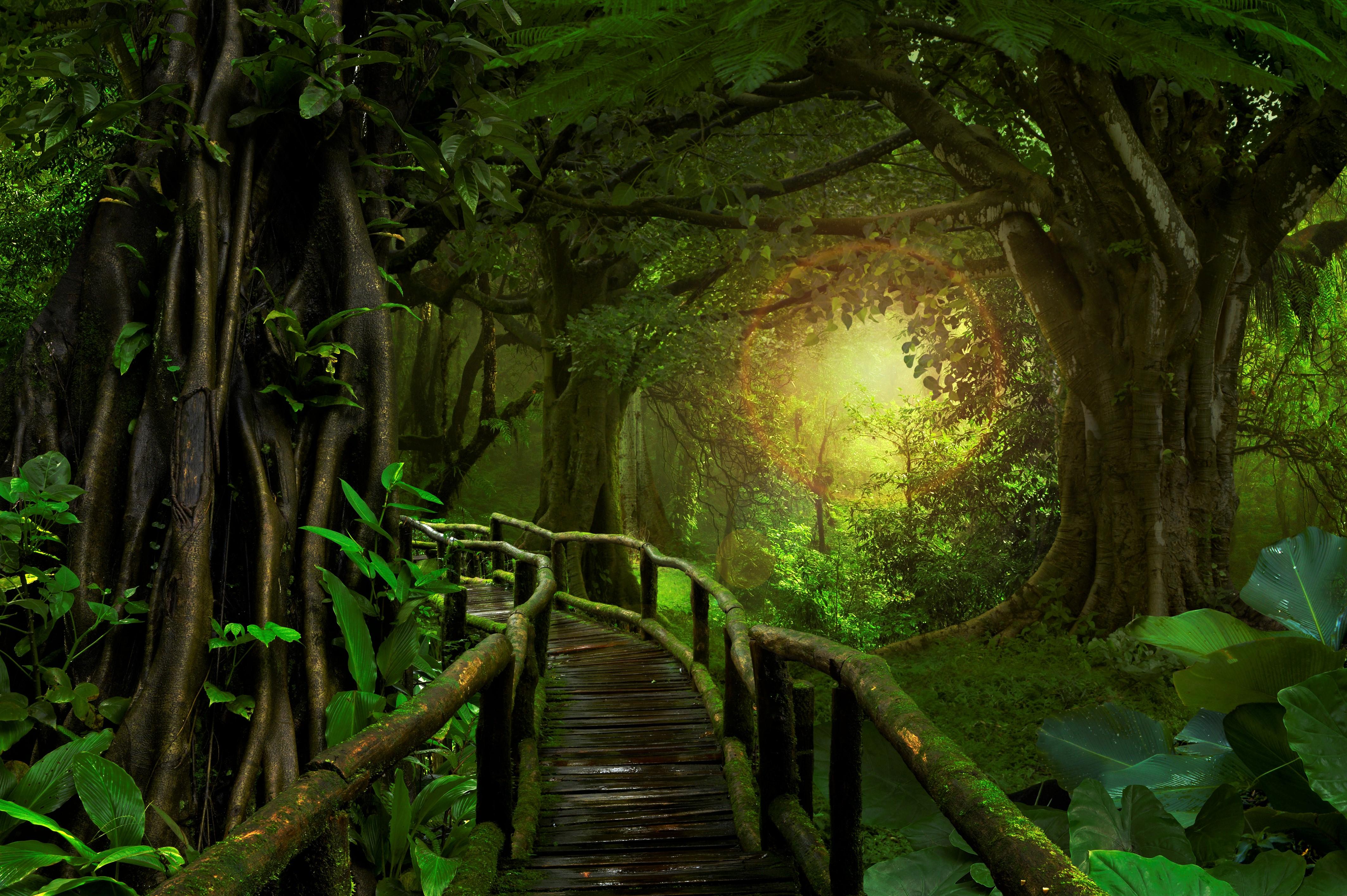 Bridge In Tropical Forest