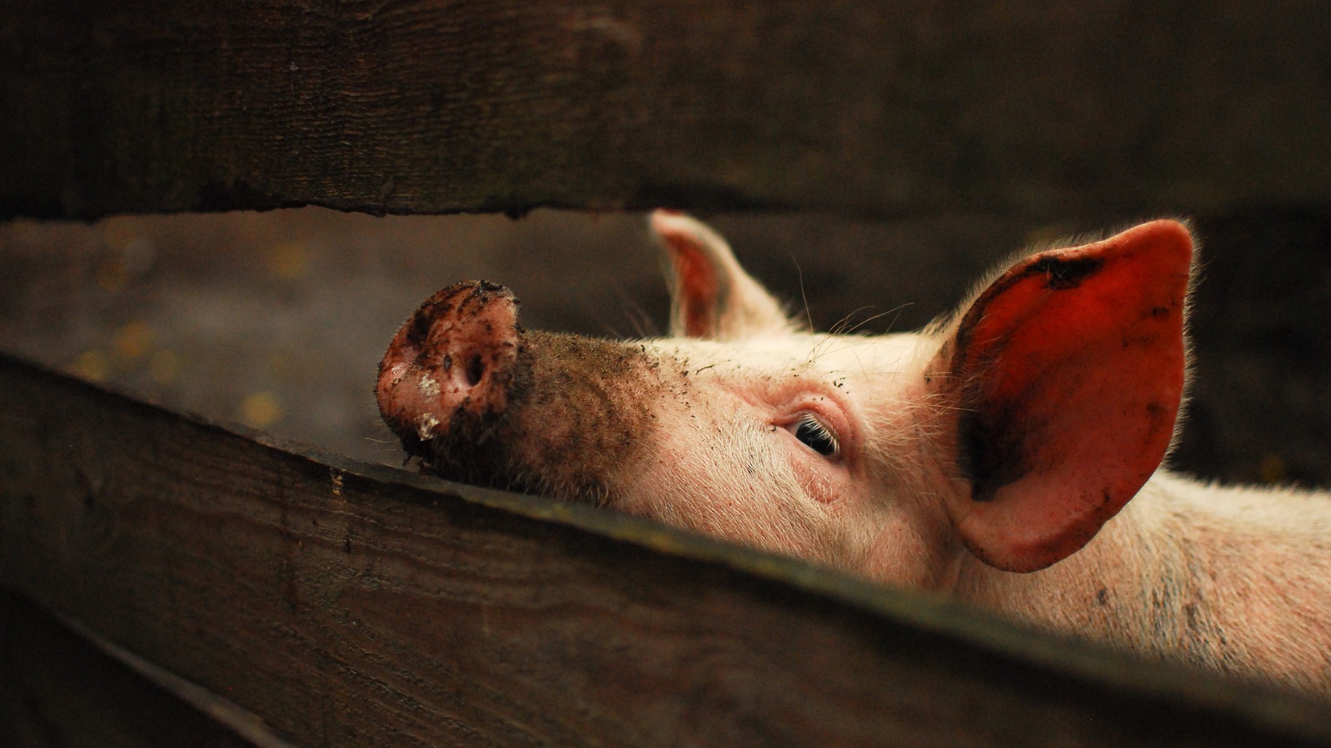 Pig Wallpaper