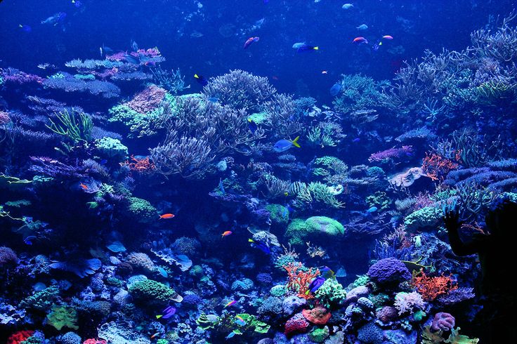 Inspirati Coral Reefs And Wallpaper Desktop