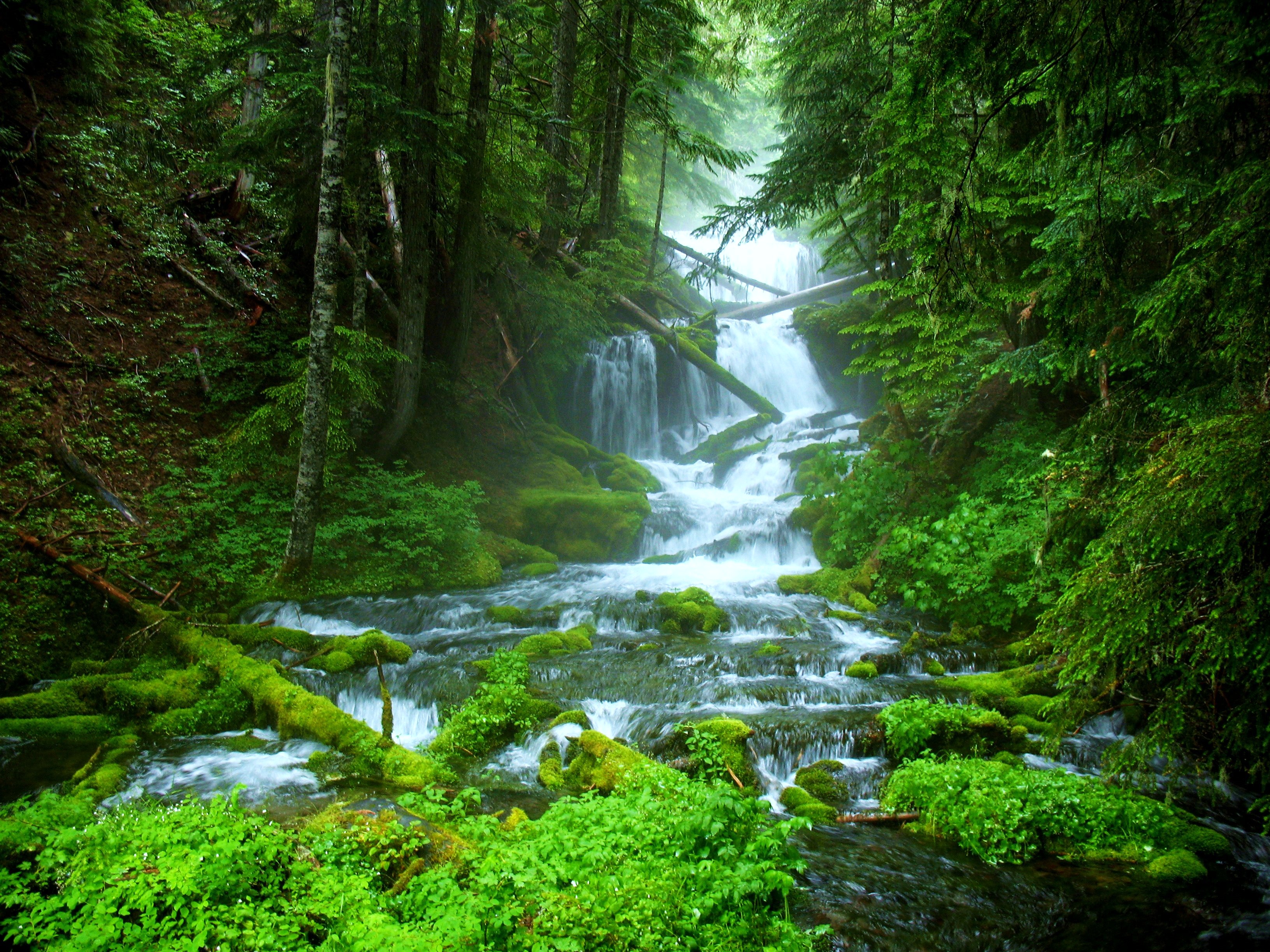 Stream Green Nature Forest HD Wallpaper