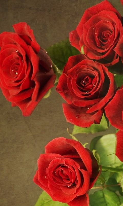 Red Rose HD Wallpaper Background Downloa
