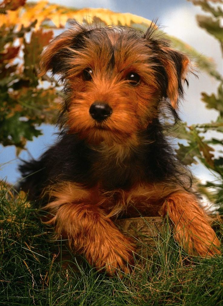 Airedale Dog Pictures Photo And Wallpaper Beautiful Nice