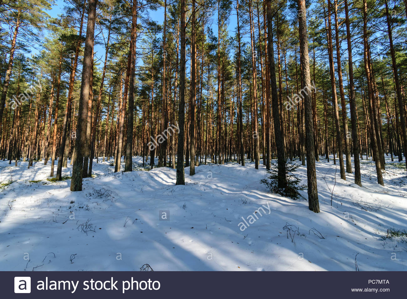 Tree Trunk Textured Background Pattern Sunlit Winter Scene In