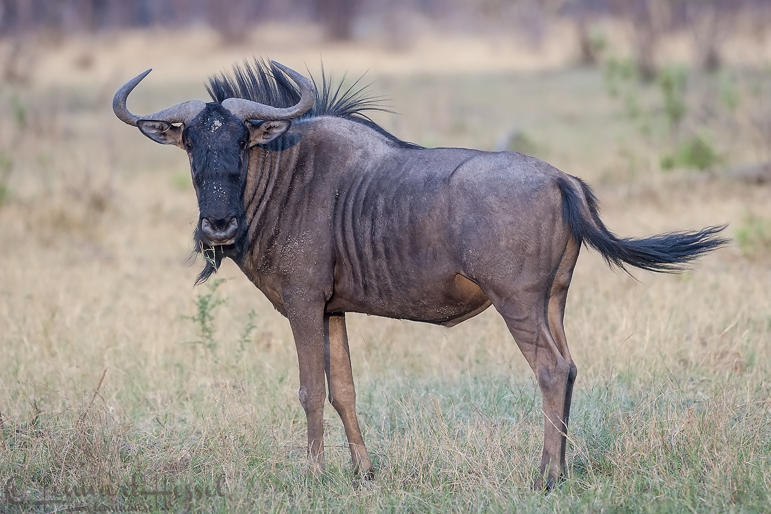 A majestic wildebeest stands in a grassy field, its dark coat contrasting with the dry vegetation. Its long, curved horns and shaggy mane are prominent, giving it a regal appearance