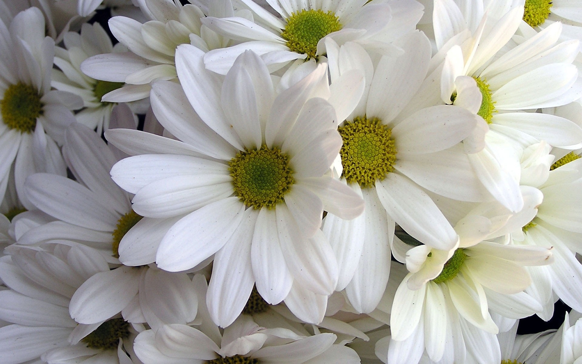 Nature Flowers Petals White Wallpaper HD