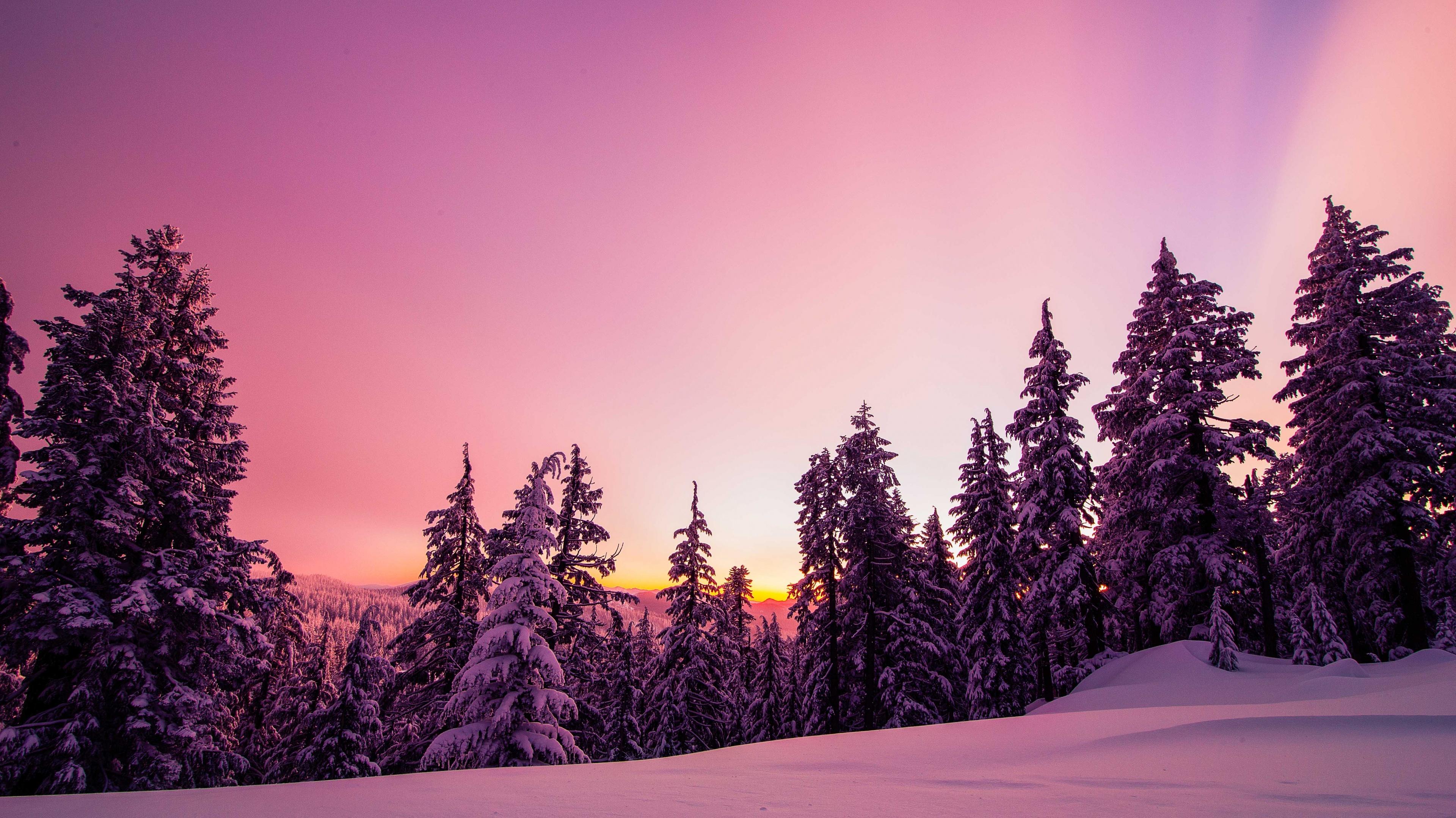 Snowy Forest Landscape Scenery 4k Wallpaper