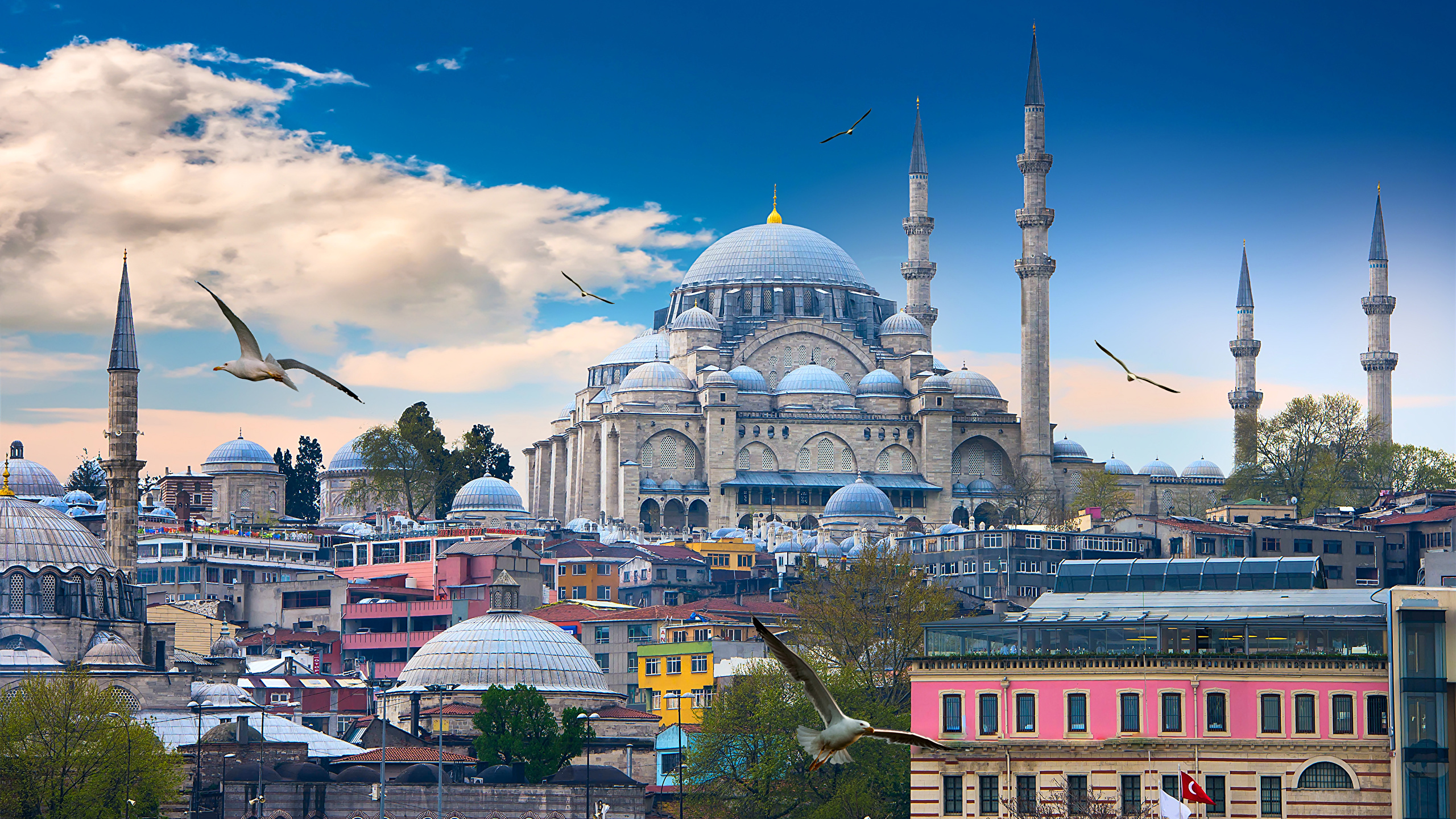 Wallpaper Istanbul Bird Mosque Turkey Temples Cities