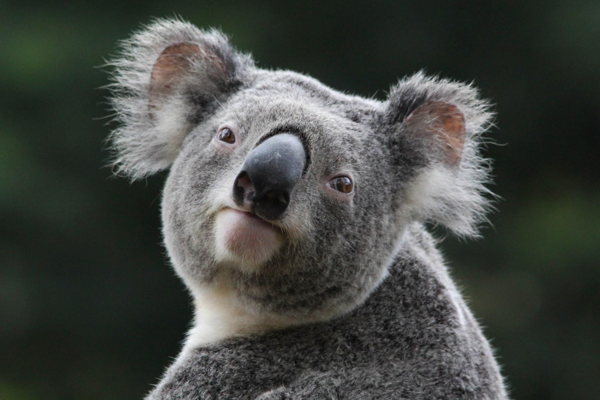 Koala Bear Art Wallpaper