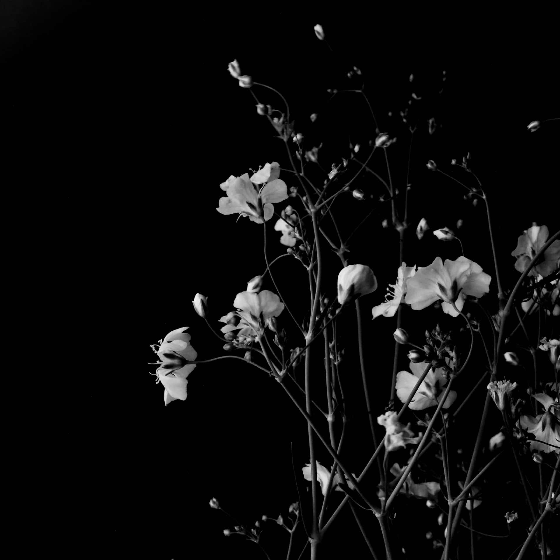 Dark iPad Wallpaper