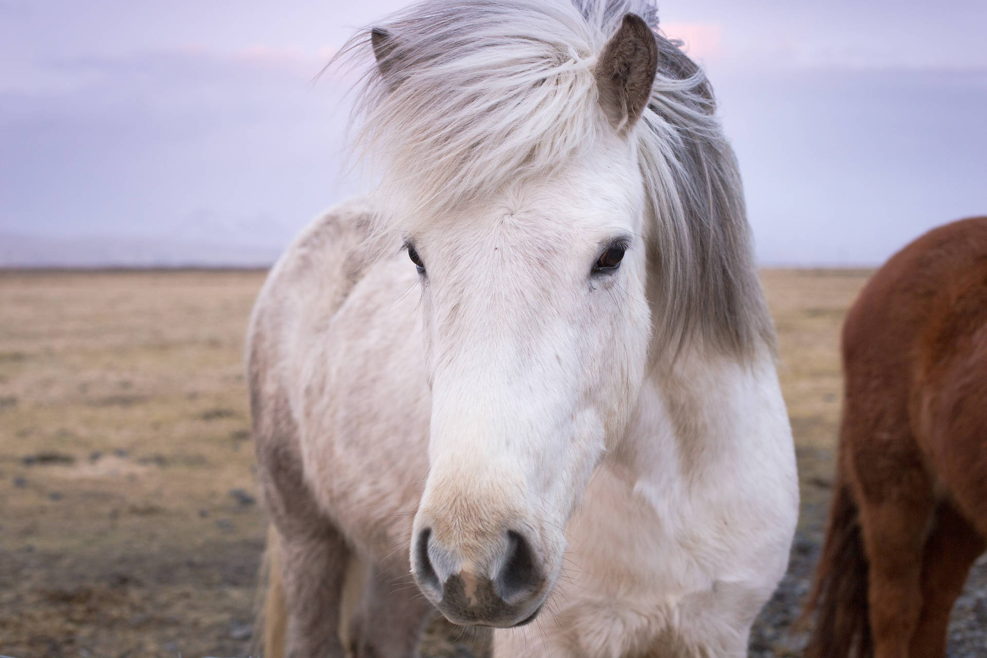 Top Horse Face Wallpaper Full HD 4k To Use