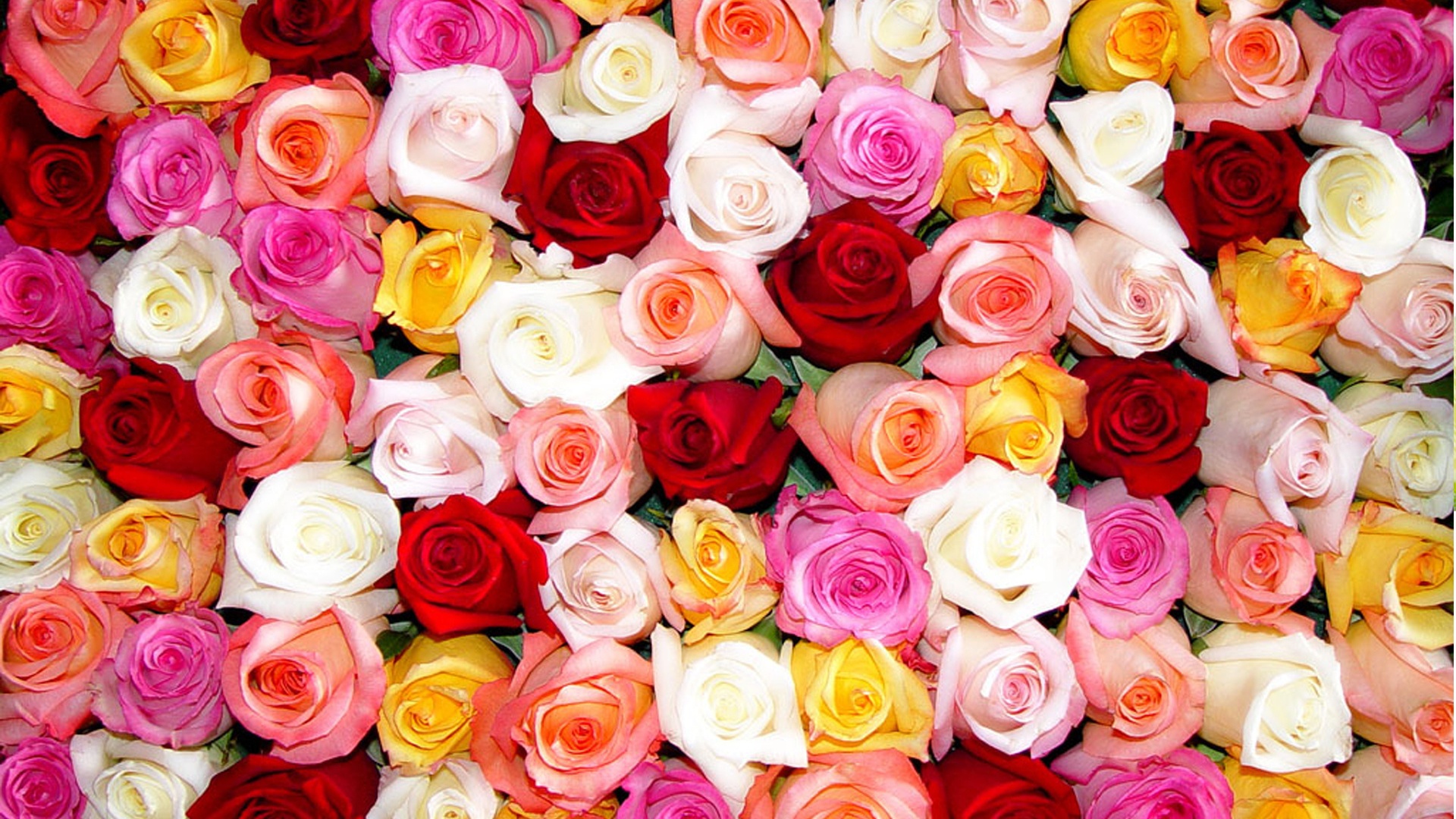 Multi Colored Roses   Wallpaper High Definition High Quality