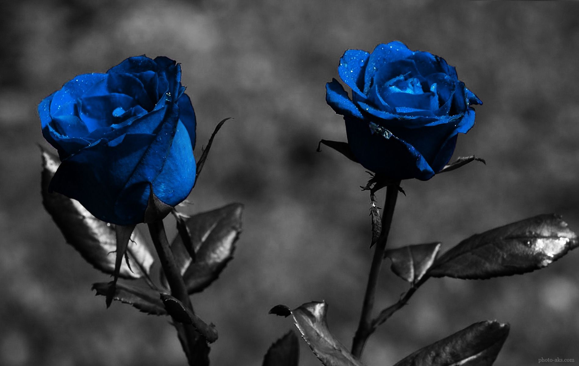 Blue Rose Wallpaper
