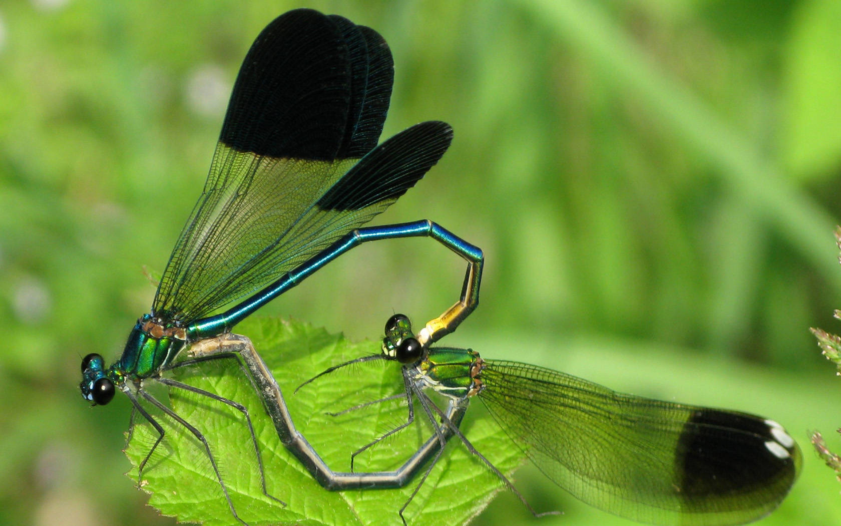 Home Animal Insect Dragonfly HD Wallpaper Car Pictures