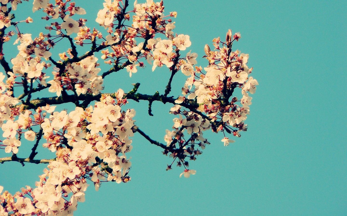 Wallpaper Desktop Gambar Populer Terbaik