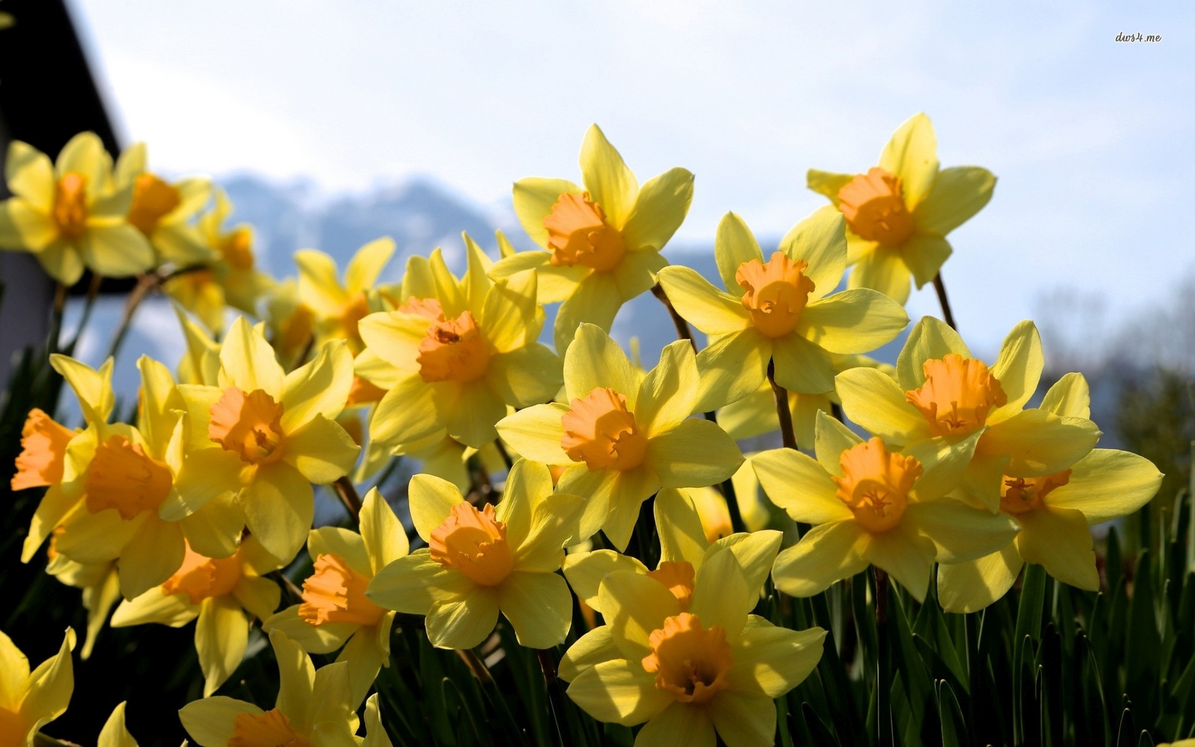 Beautiful Yellow Daffodils Wallpaper Flower