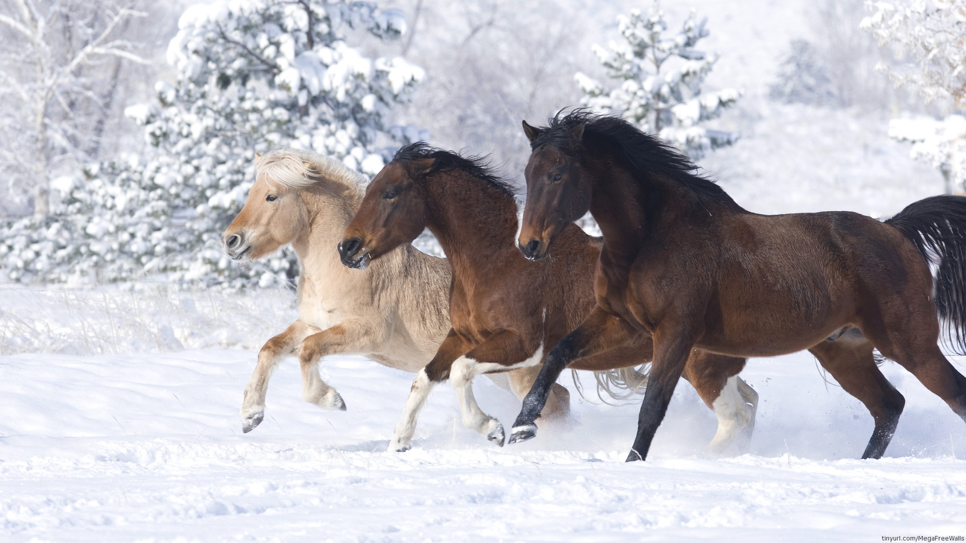 Miniature Horse S Running In The Snow HD Wallpaper Background