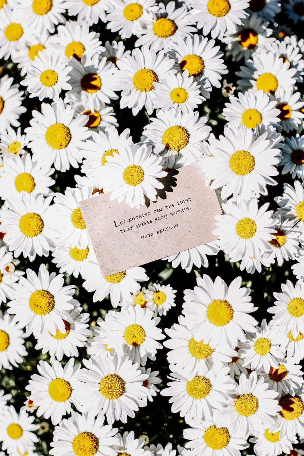 Aesthetic Daisy Wallpaper