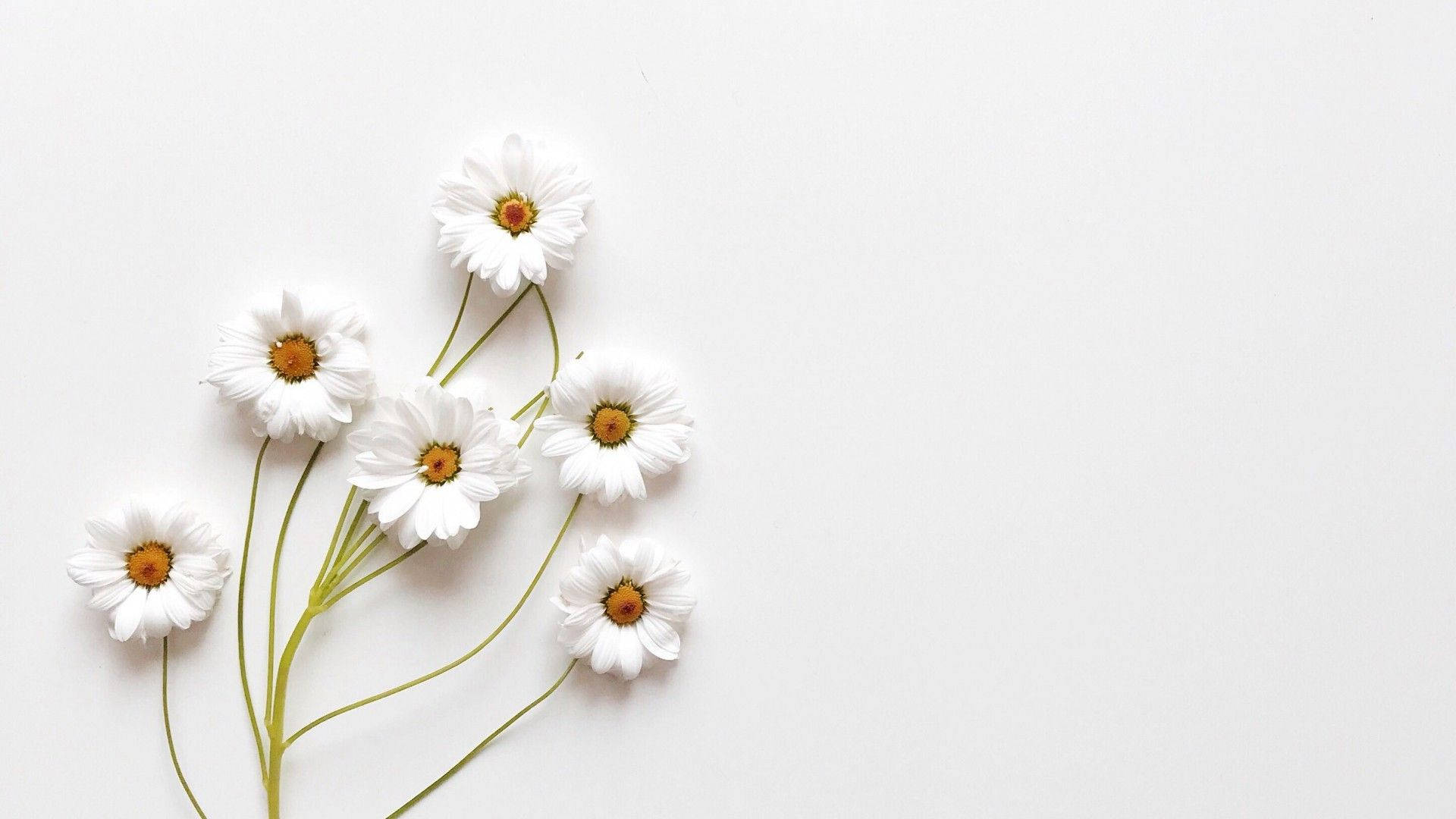 Aesthetic White Wallpaper