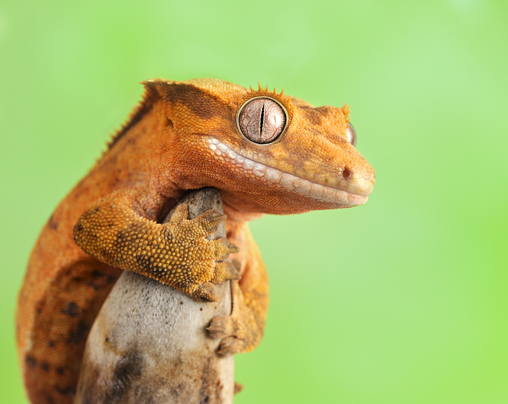 Crested Gecko Lana By Bulinko