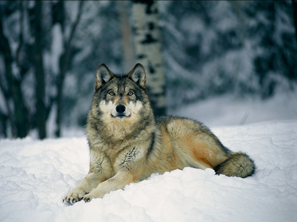 Wolf In Winter Wallpaper Background Photos Image And Pictures