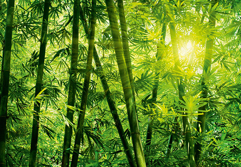 Wallpaper For Bedroom Living Room Green Bamboo Tropical Forest Mural