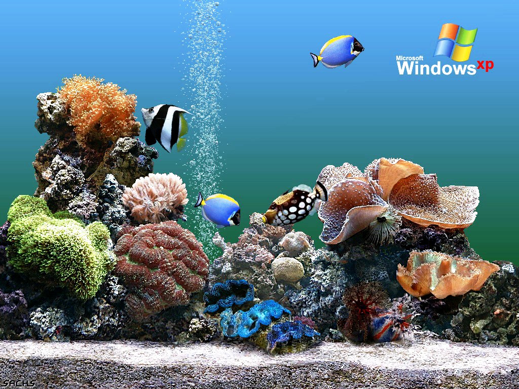 Aquarium Background Windows Wallpaper