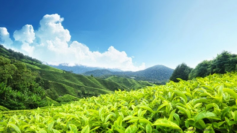 Tea Garden Wallpaper