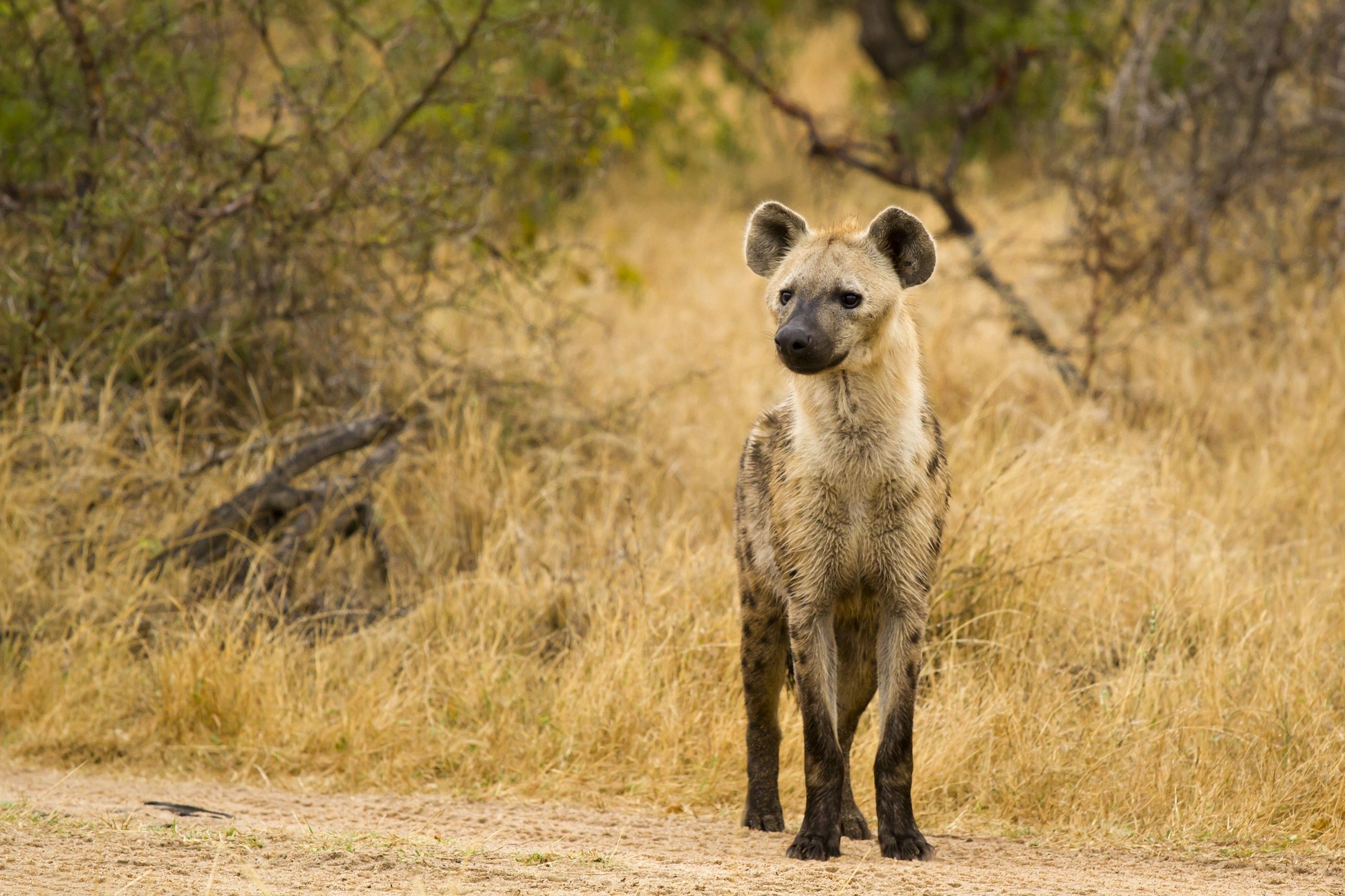 Recent Hyena Image Gsfdcy
