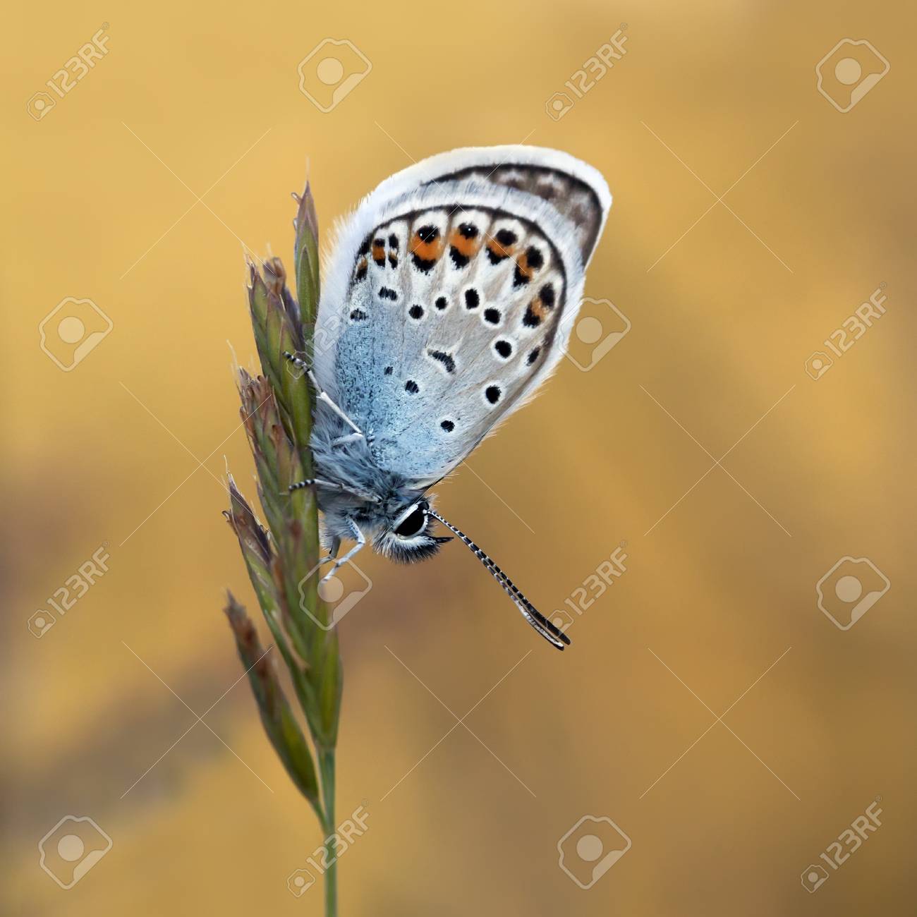 Plebejus Argus With A Beautiful Background Stock Photo Picture