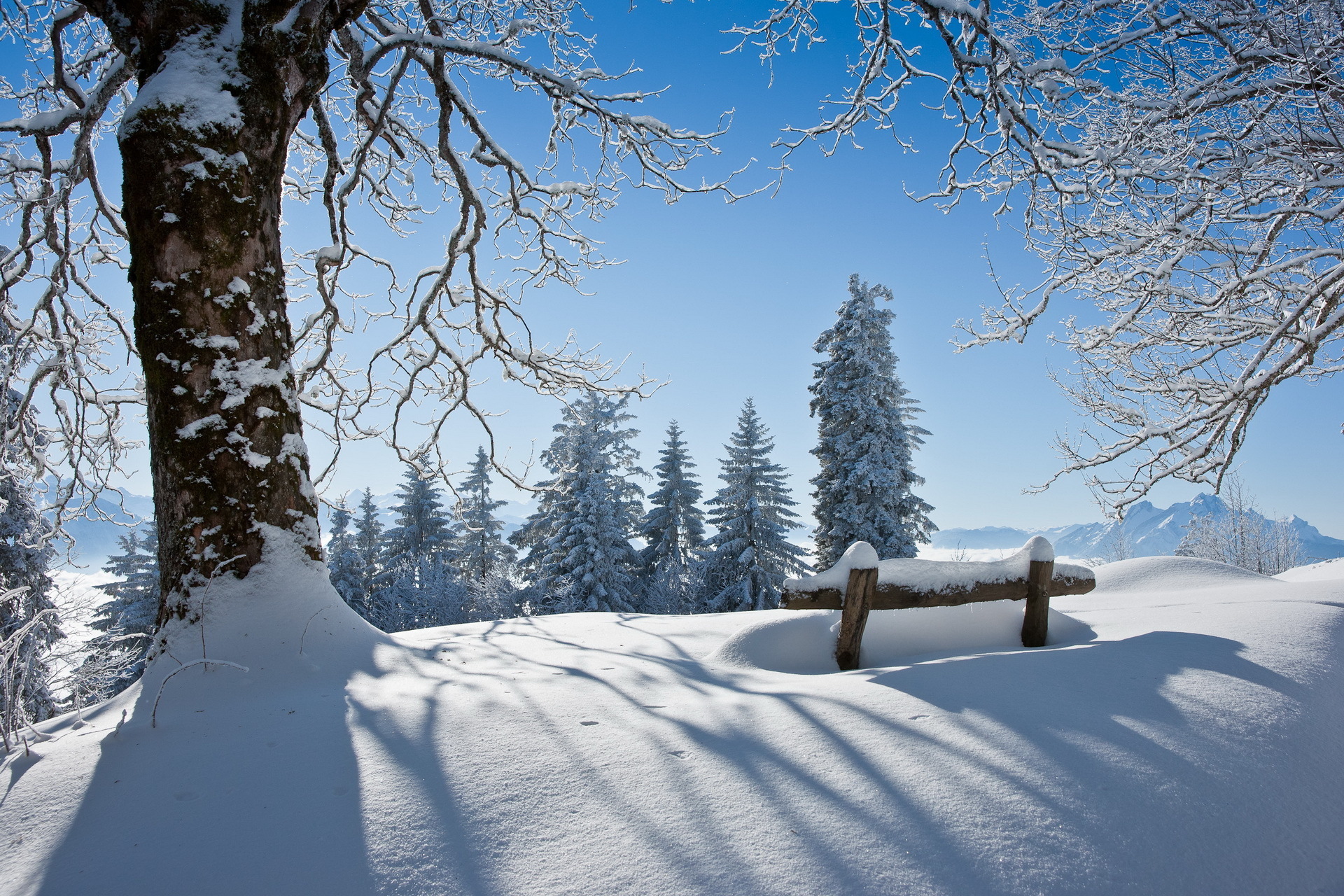 Snow Landscape Covered Tree Wallpaper And Image