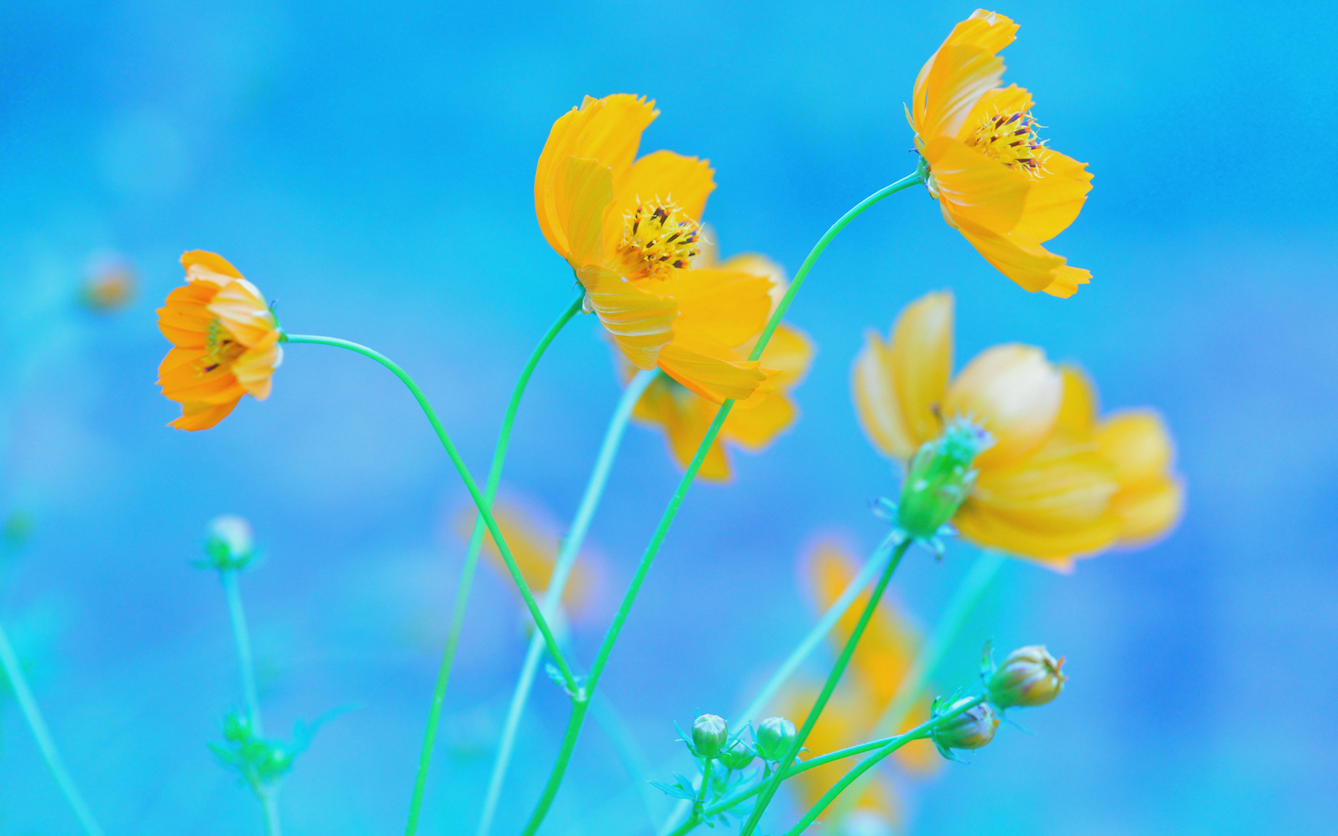 Blue Background Yellow Flowers HD Wallpaper