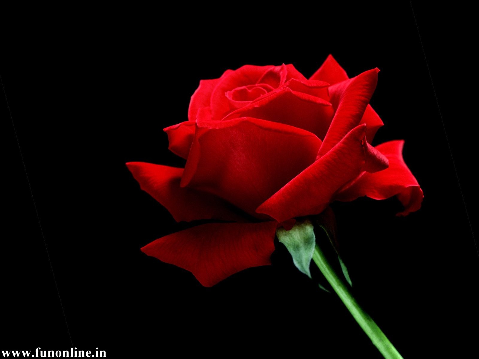 Red Rose Wallpaper Lovely Roses HD For