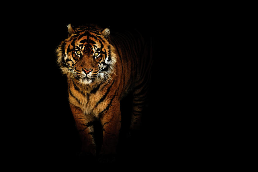 Tiger On A Black Background Photograph By Tim Abeln