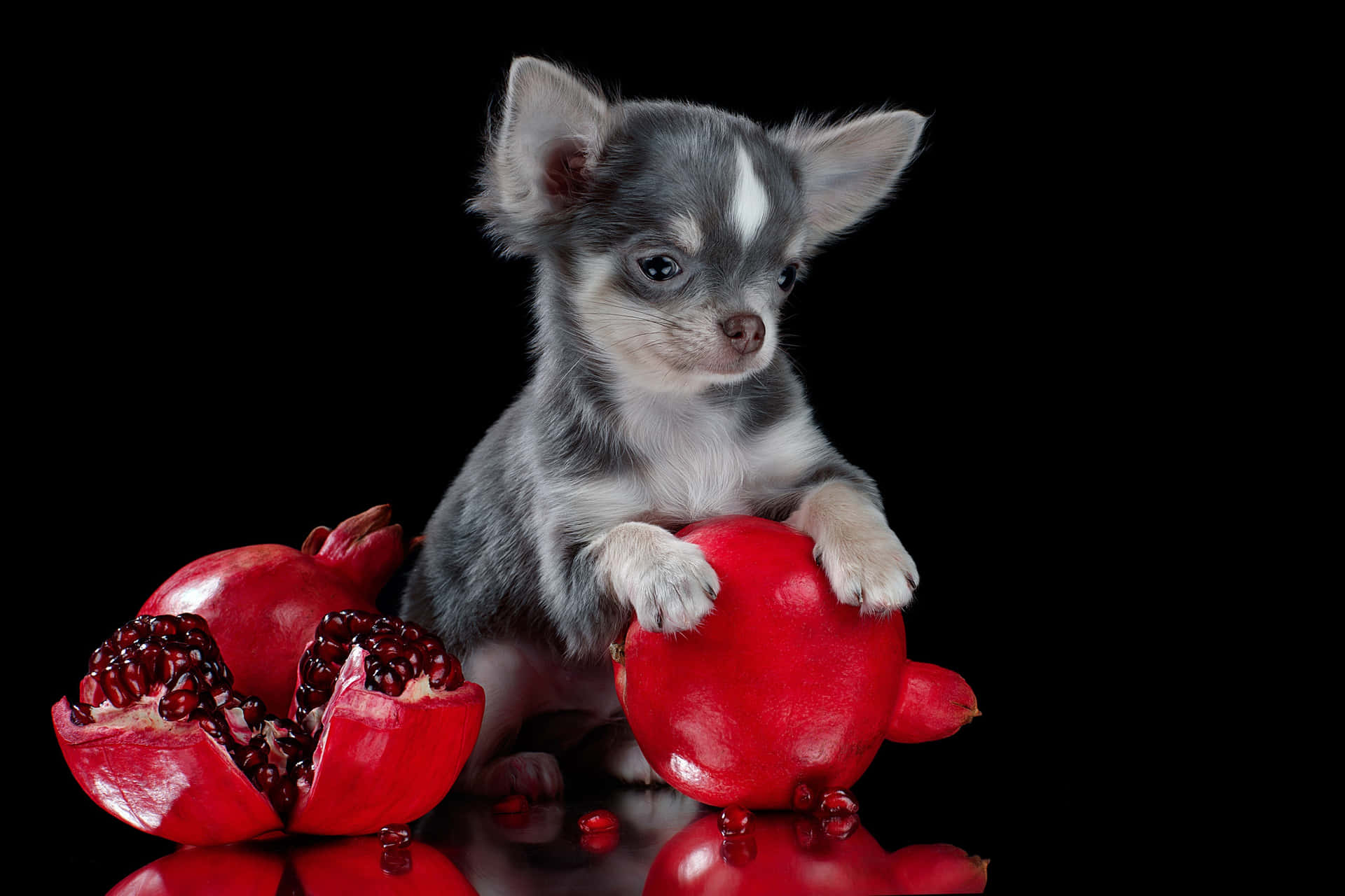Blue White Coated Chihuahua Dog With Grapefruit Itf5m4s71rjwcz1e Wallpaper